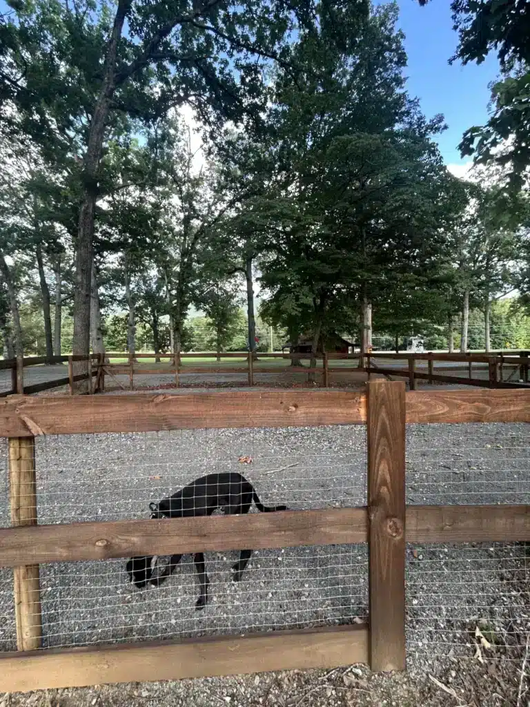Dog Park